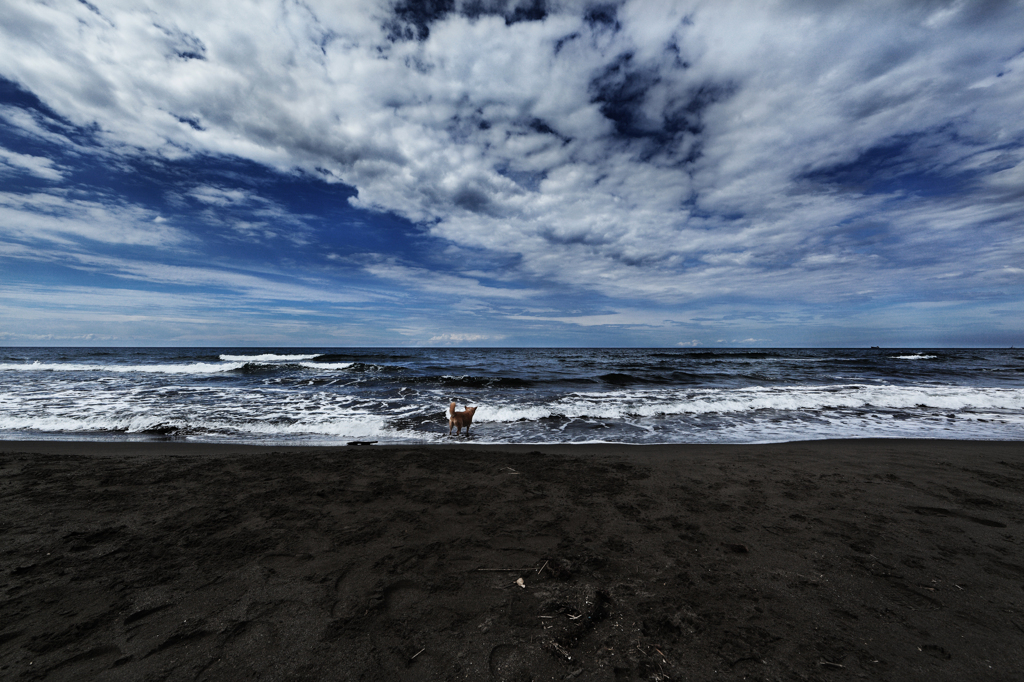 sky and sea...and Dog