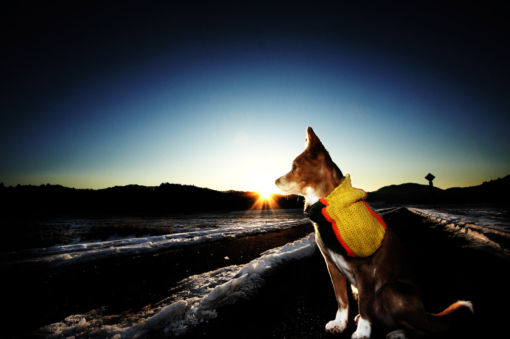in the Morning sun