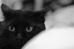 黒猫の憂鬱