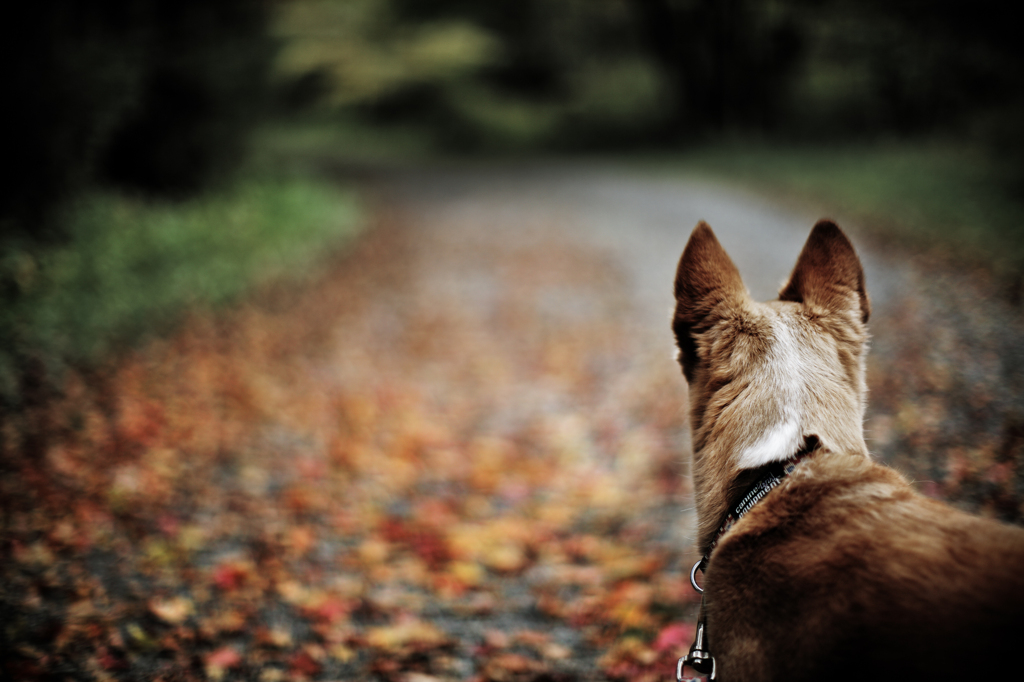 Fallen leaves