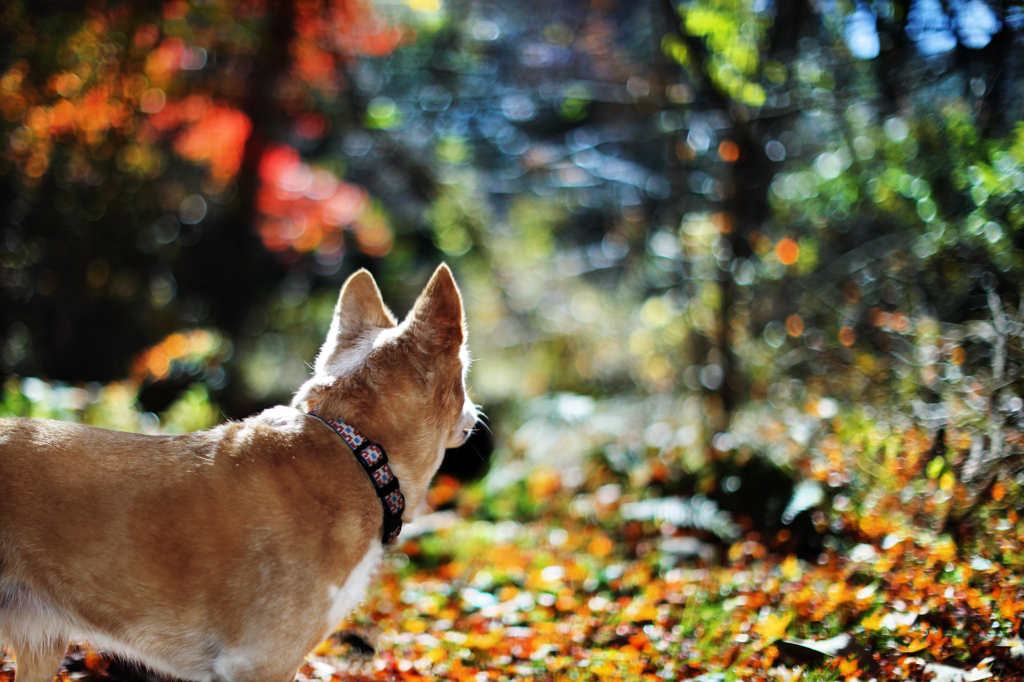 autumn in the forest.