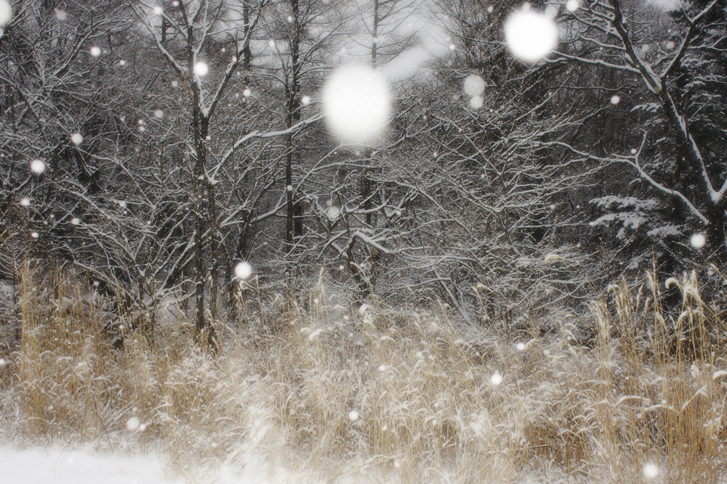 雪の音色