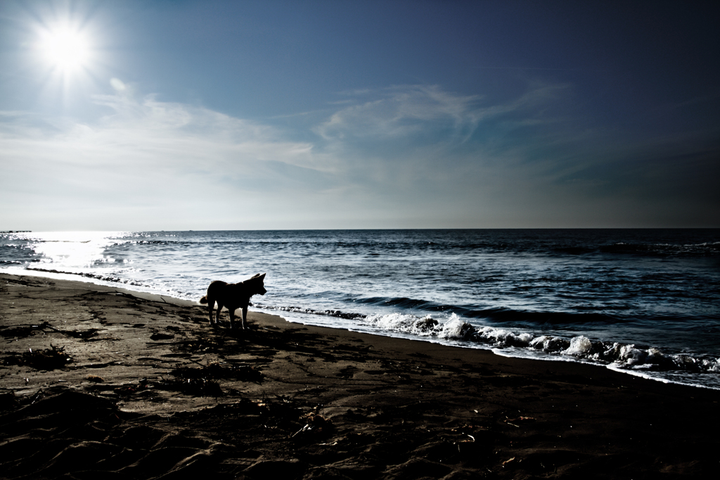 Dog Sea & Blue