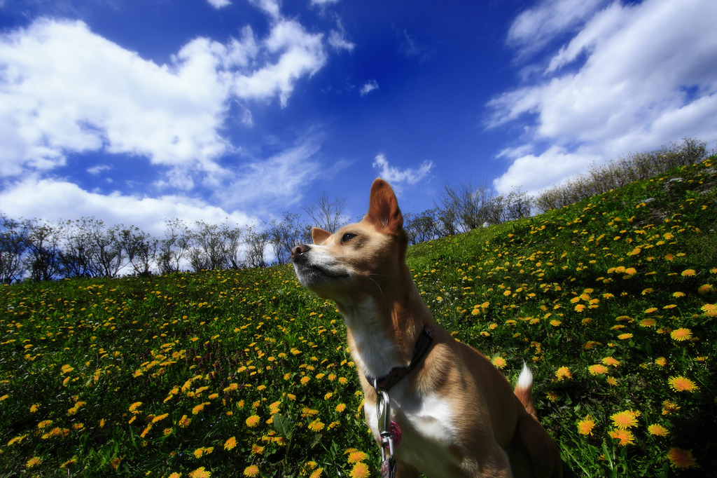 犬と花と青空と！