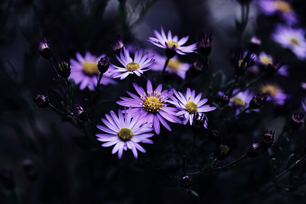 a fascination