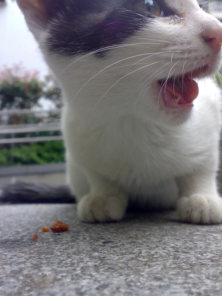 ねこ