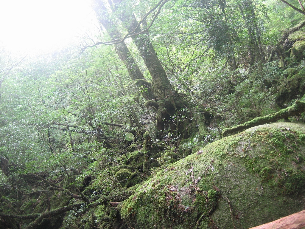 苔むす