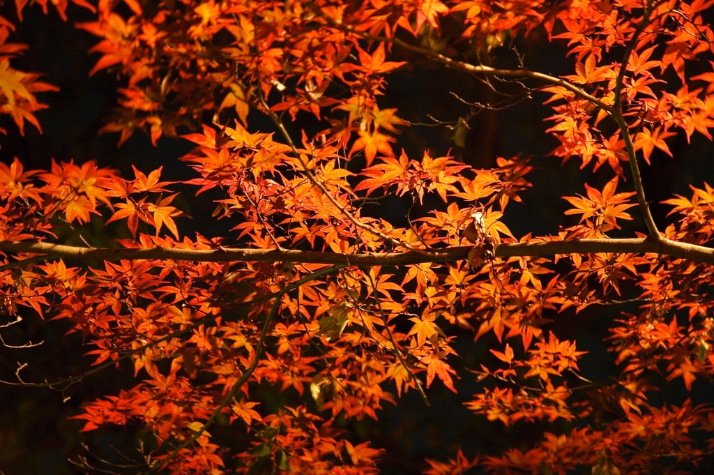 red in dark