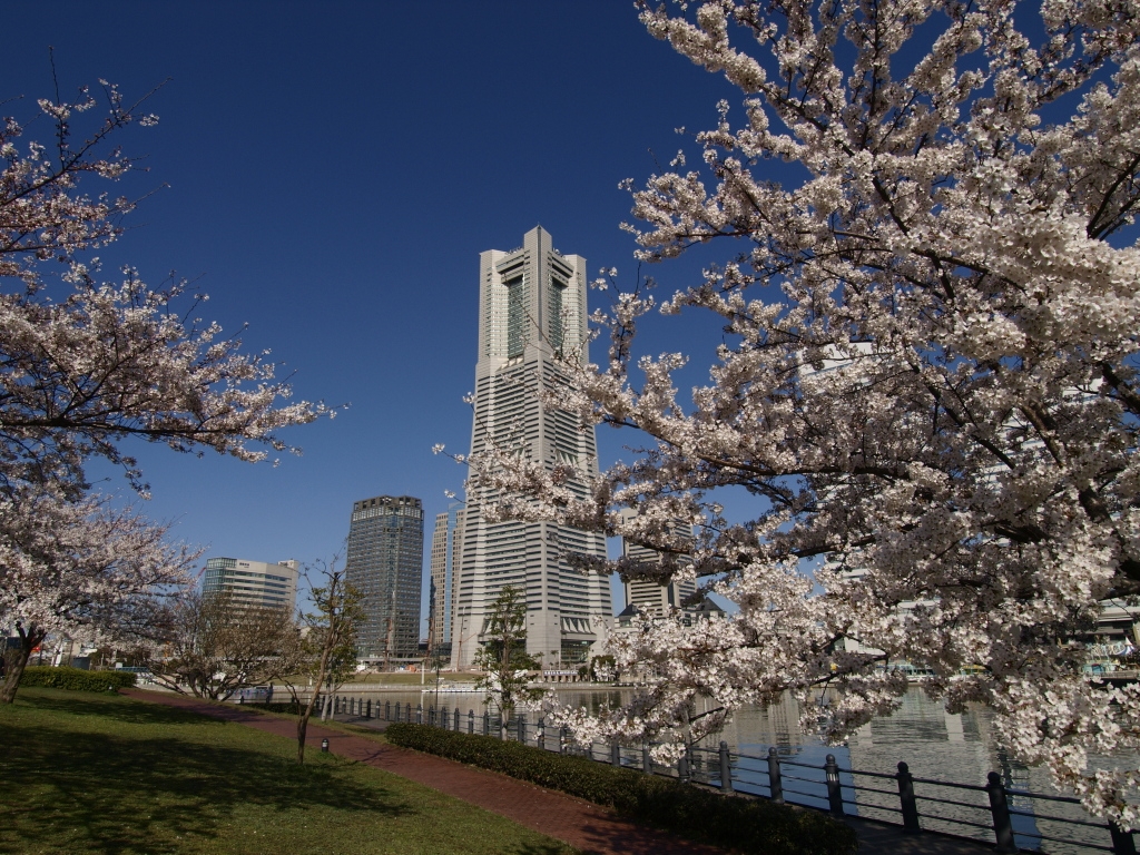 桜・・青空・・ランドマーク！