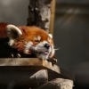 レッサーパンダ