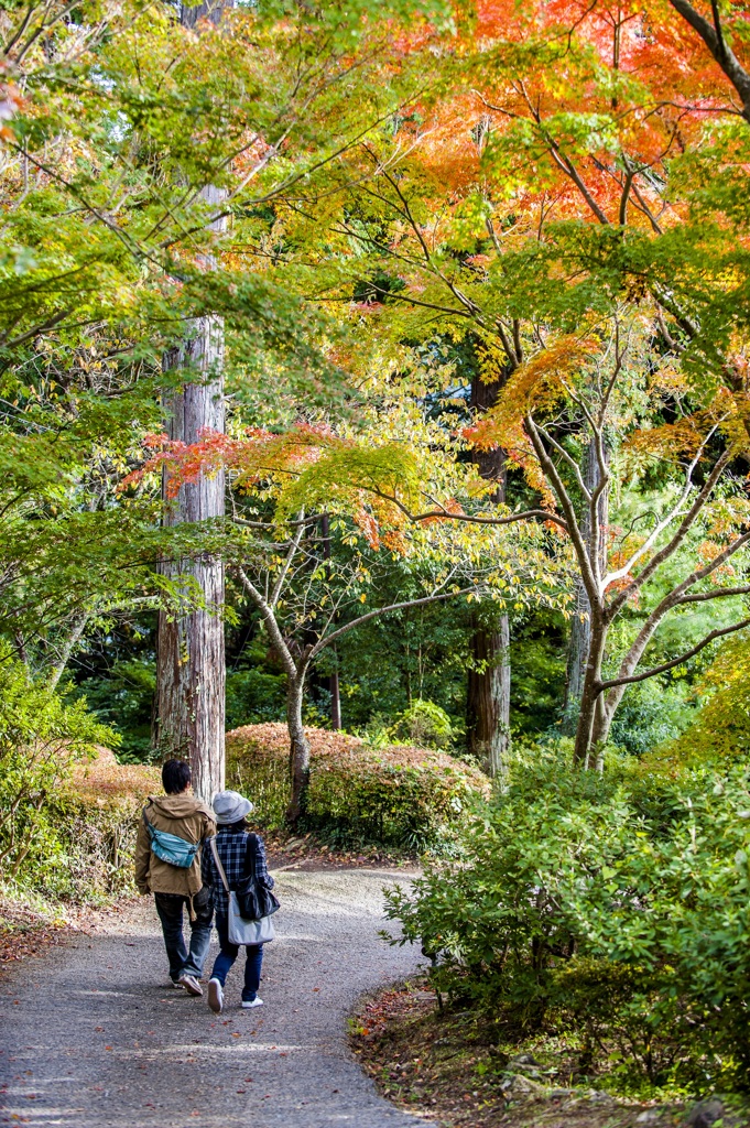 紅葉の道