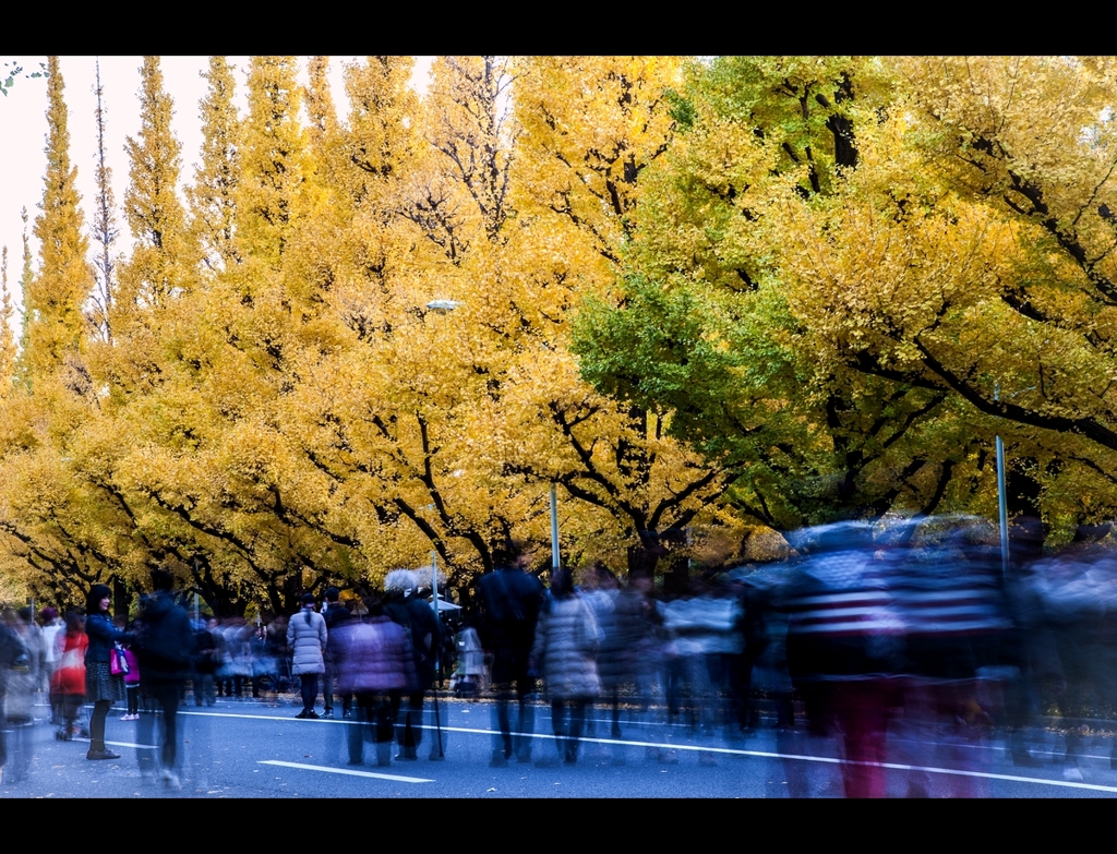 銀杏並木