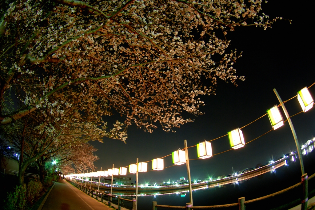 砂沼　桜祭り