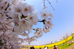 幸手権現堂桜堤