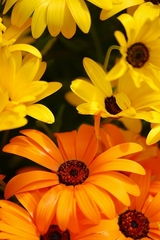 黄色い花とオレンジの花