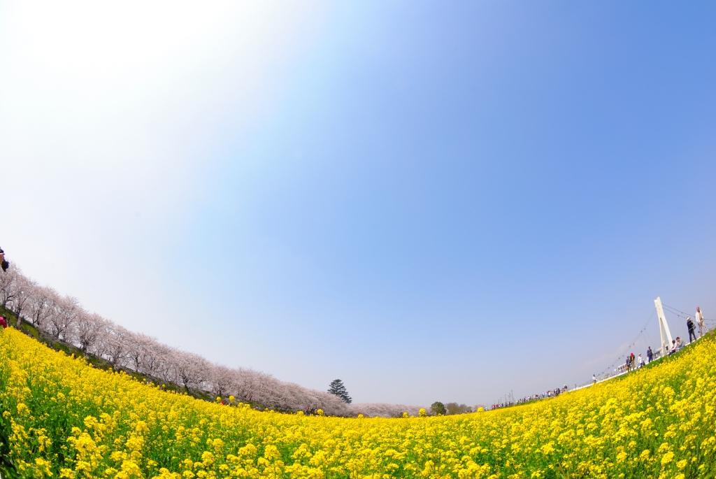 広がる菜の花