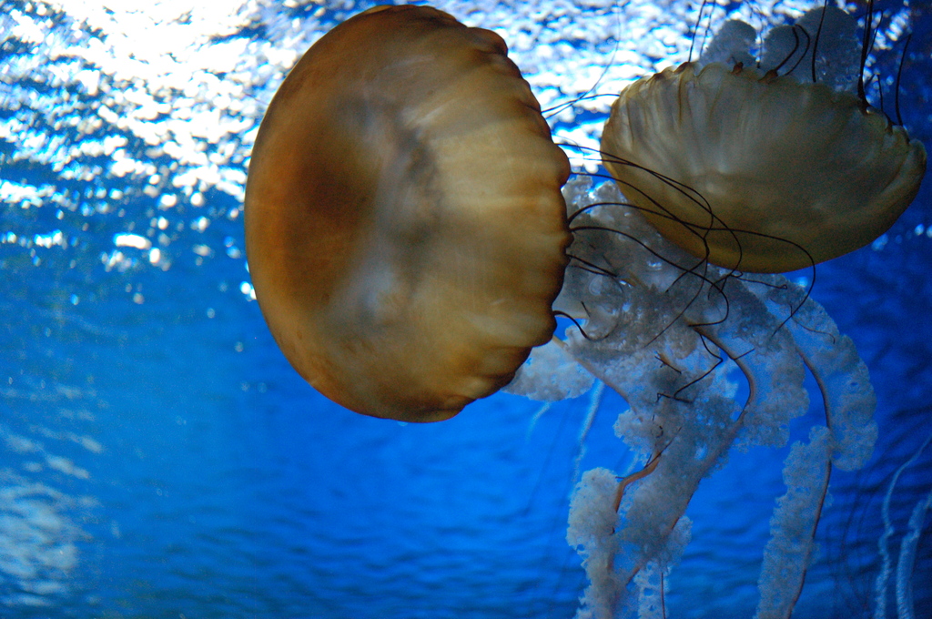 新江ノ島水族館にて