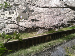平成23年春の桜