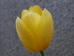 雨に濡れて