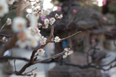 川崎大師の梅の花