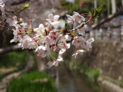 桜と用水路