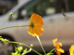 都会の花