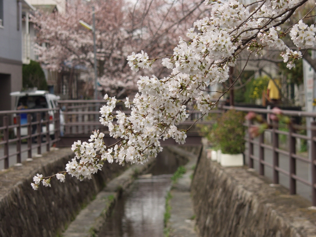 二ケ領用水の桜