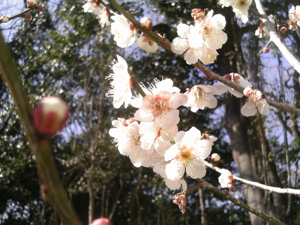 春の日差し