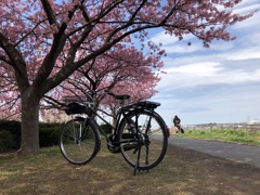 20200222自転車と桜