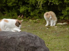 公園で見かけた猫