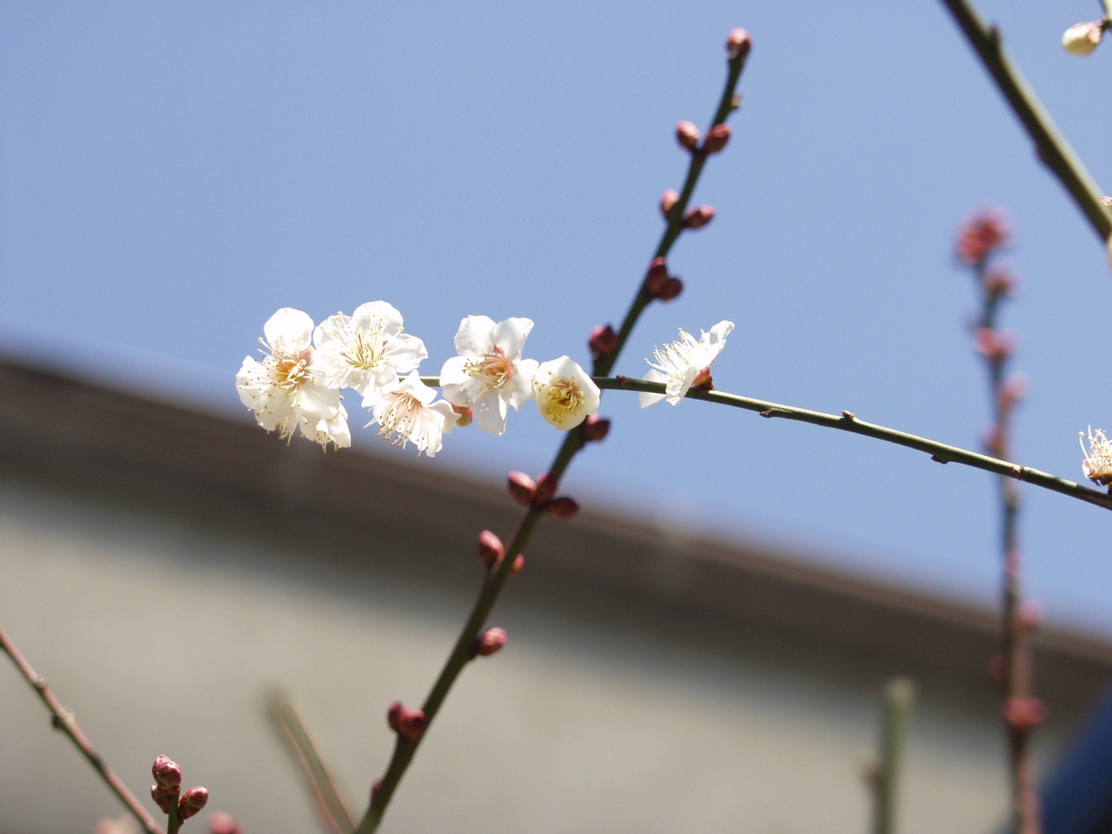 ちらほら梅の花が・・・