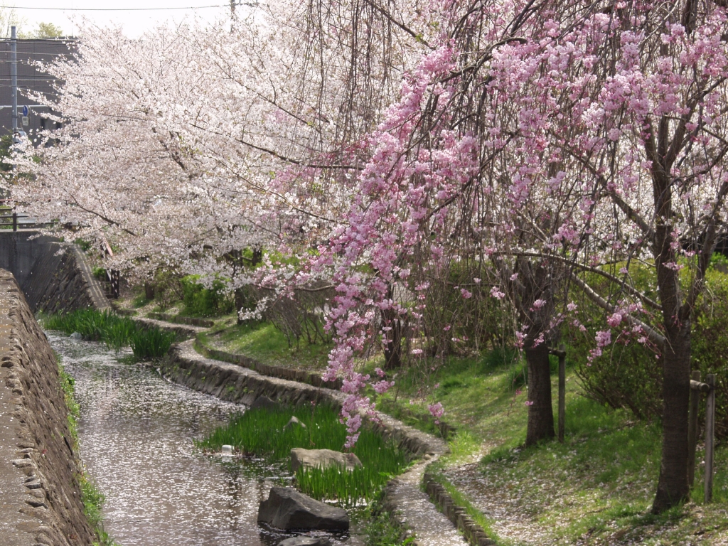 桜の花は・・・