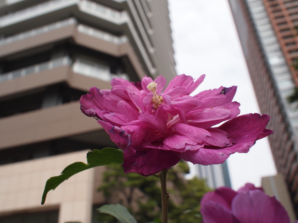 ビルの間に咲く花