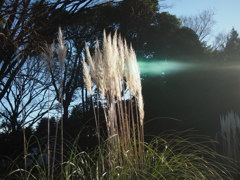 駒沢公園のすすき