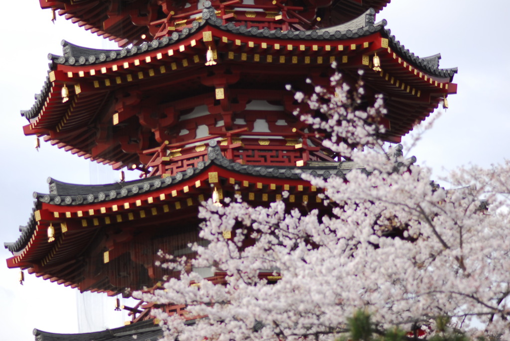 平成２２年４月３日川崎大師の桜