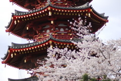 平成２２年４月３日川崎大師の桜