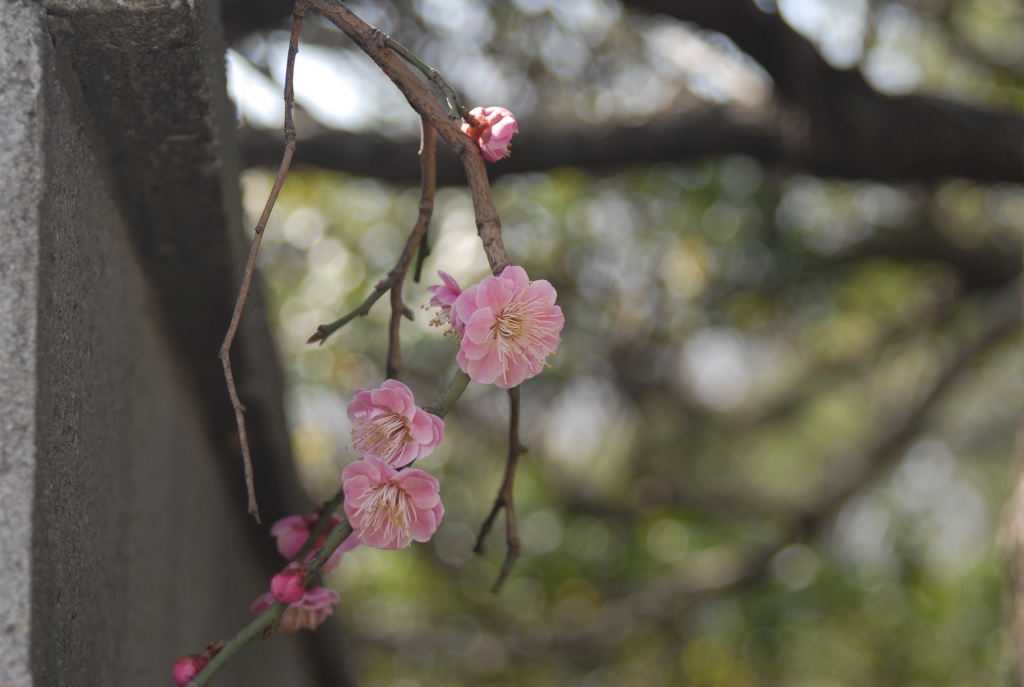 梅の花