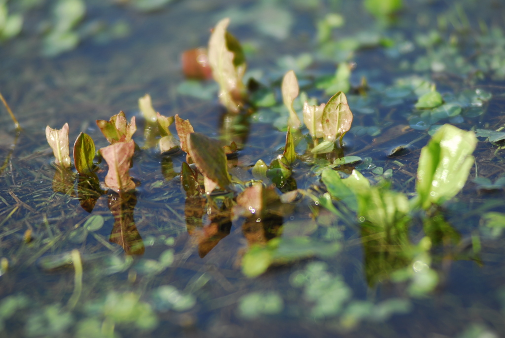 水溜りのなかの草