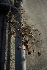 都内の雑草