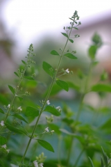 草花