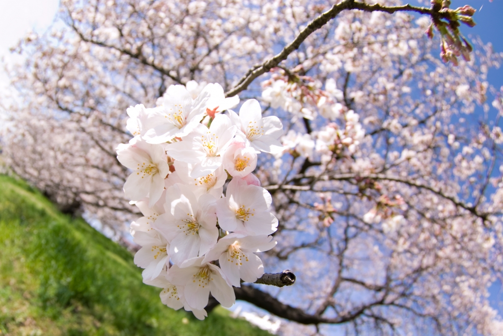 魚眼桜