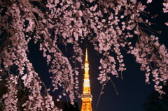 夜桜東京タワー