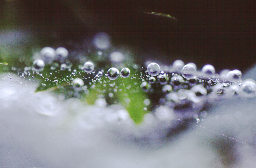 水玉の世界2    _ Water Pearl
