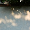 木漏れ日