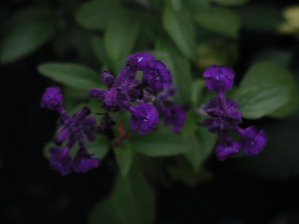 闇の中に咲く Ⅲ