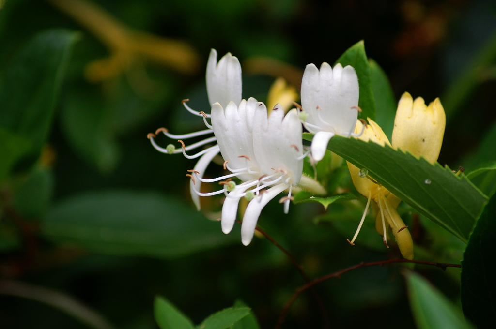 名古屋市農業センターにて