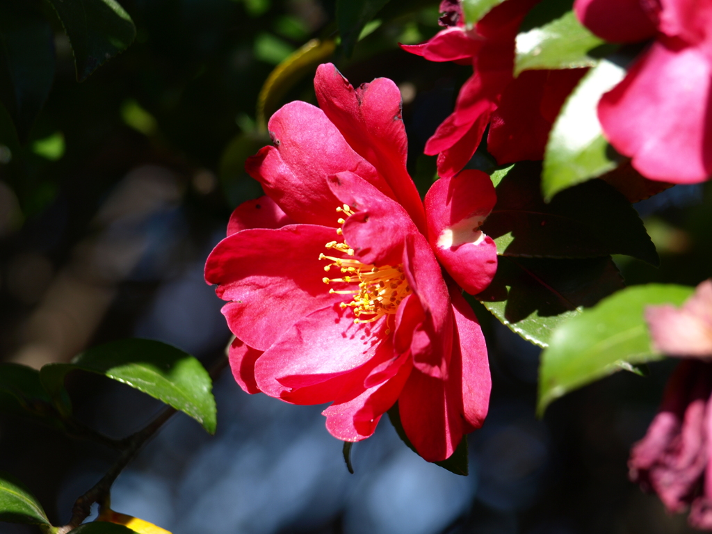 山茶花