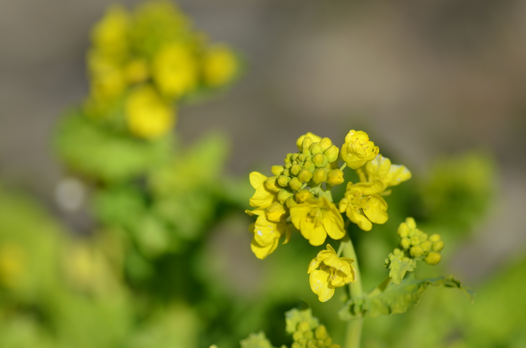 菜の花