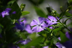 日差しに微笑んで