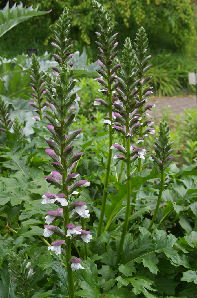 アカンサス・モリス